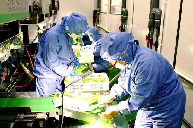 孟津豆芽变身零食 日产60万包俏销全国