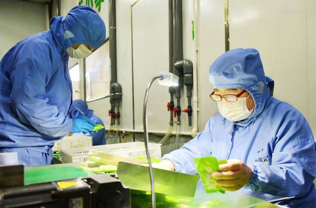 孟津豆芽变身零食 日产60万包俏销全国