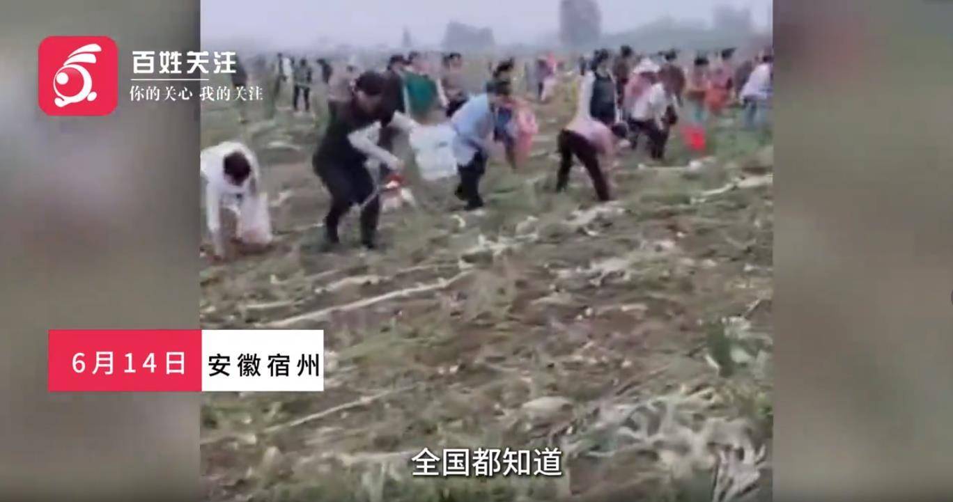 安徽一地数百名村民哄抢未收土豆连续四天，事情为何会失控？