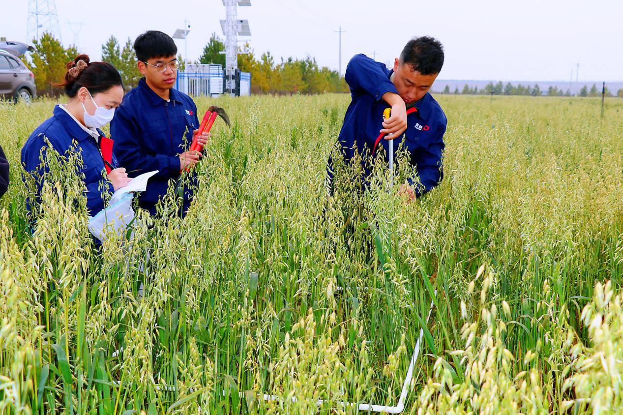 蒙草生态培育燕麦品种，关键性状提高约30%