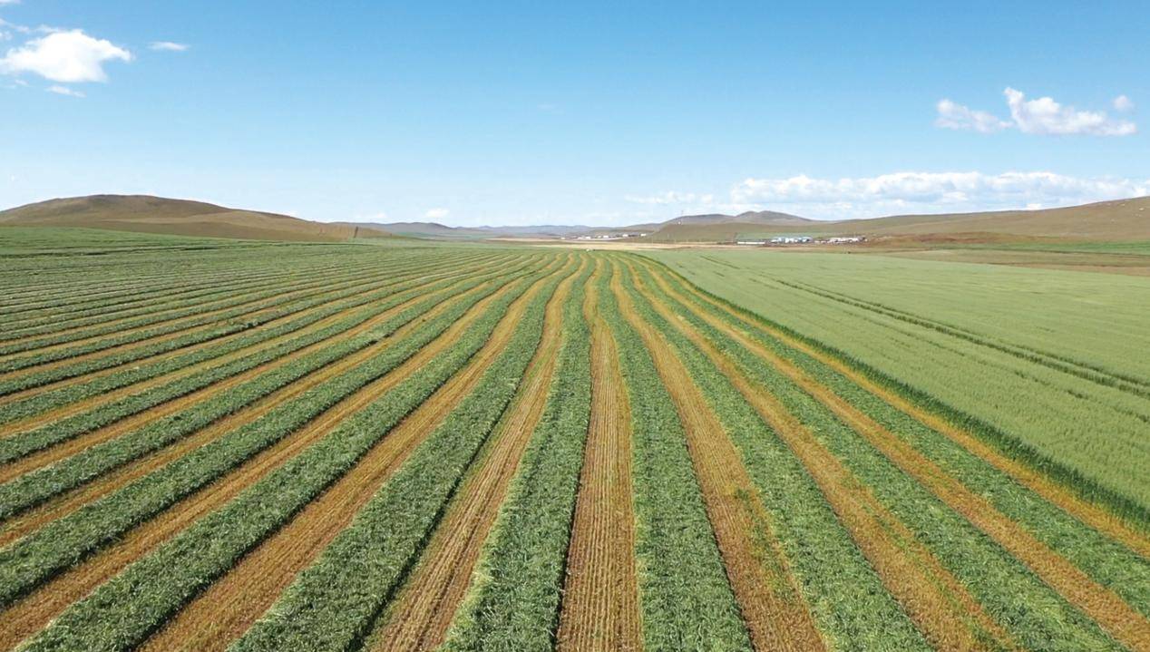 蒙草生态牵头建设的首个草产业知识产权运营中心获得国家认定